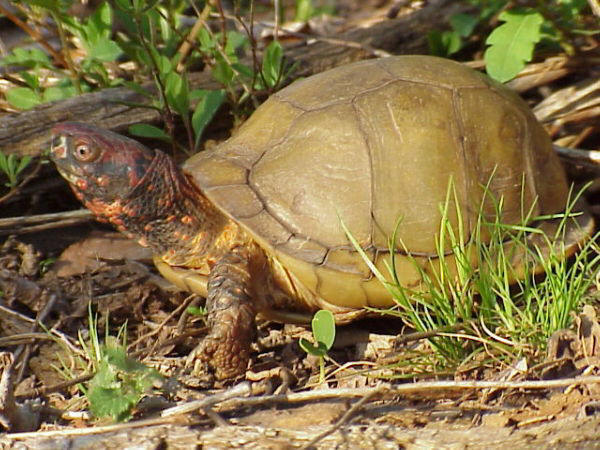 Non aquatic hot sale pet turtles